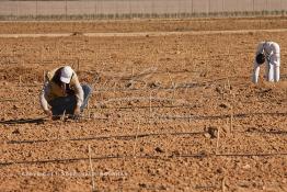 Image du Maroc Professionnelle de  Des ouvriers s'activent à la mise en place d’un système moderne d'arrosage qui laisse passer l’eau petit à petit, dit "goutte à goutte" dans une nouvelle ferme où l’on procède à la plantation d'orangers à Chichaoua, Mardi 27 Février 2007. (Photo / Abdeljalil Bounhar) 